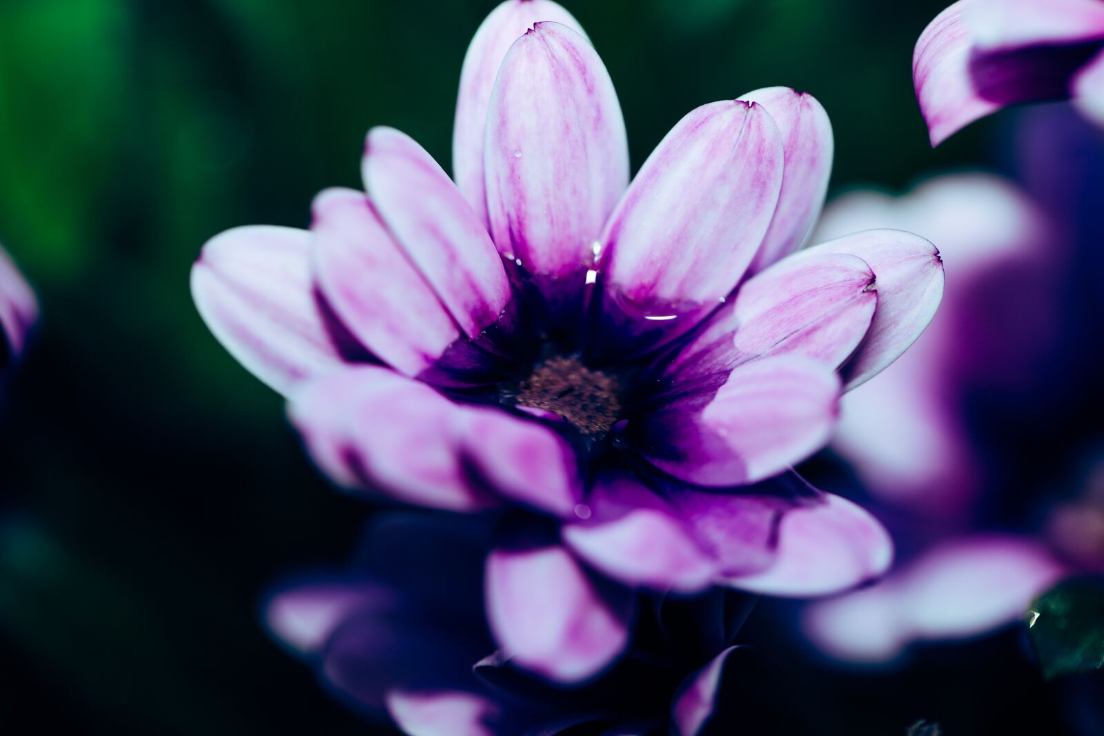 Canon EOS R sample photo. Daisy, purple, flower photography