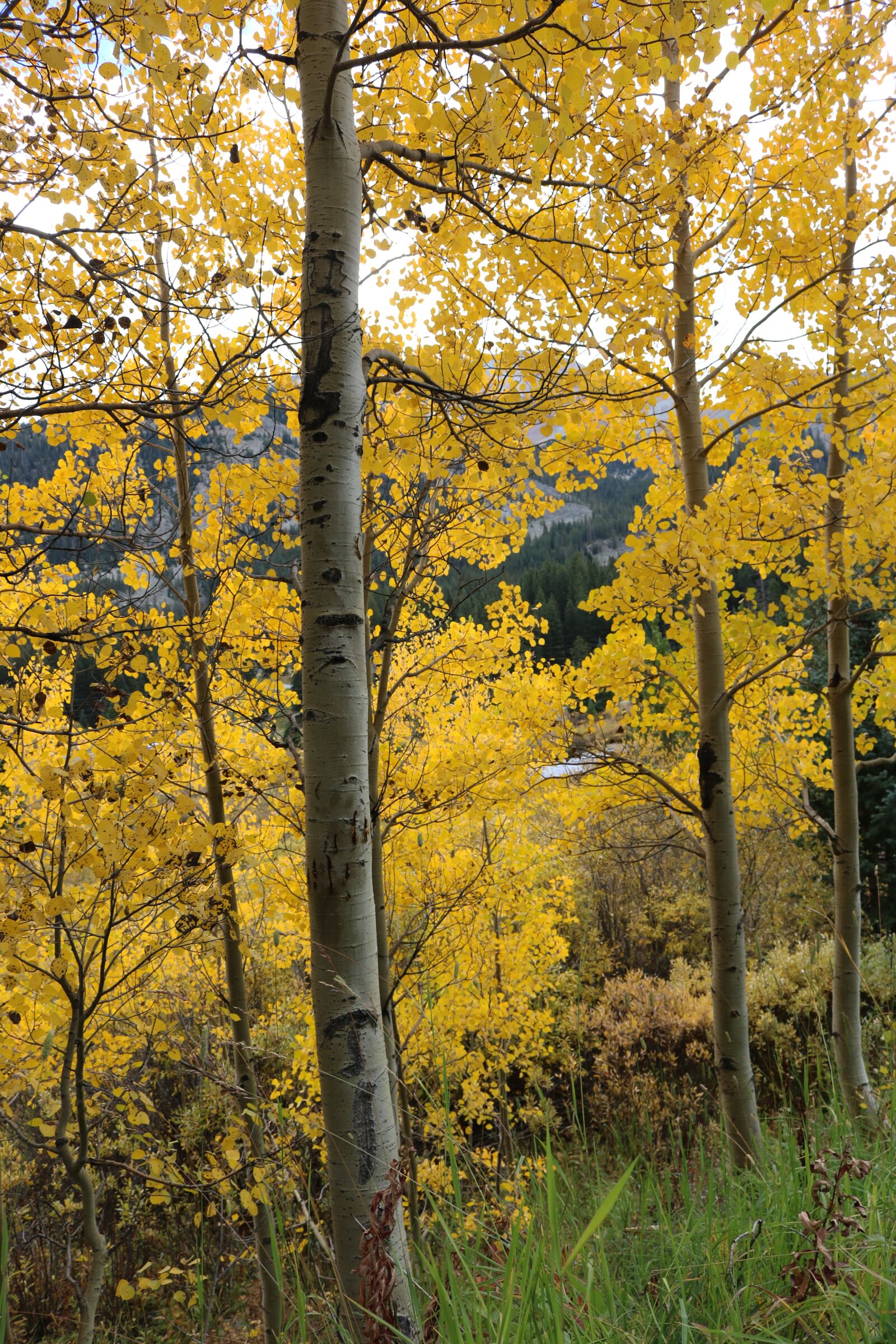 Canon EOS 750D (EOS Rebel T6i / EOS Kiss X8i) sample photo. Autumn, fall, bush photography