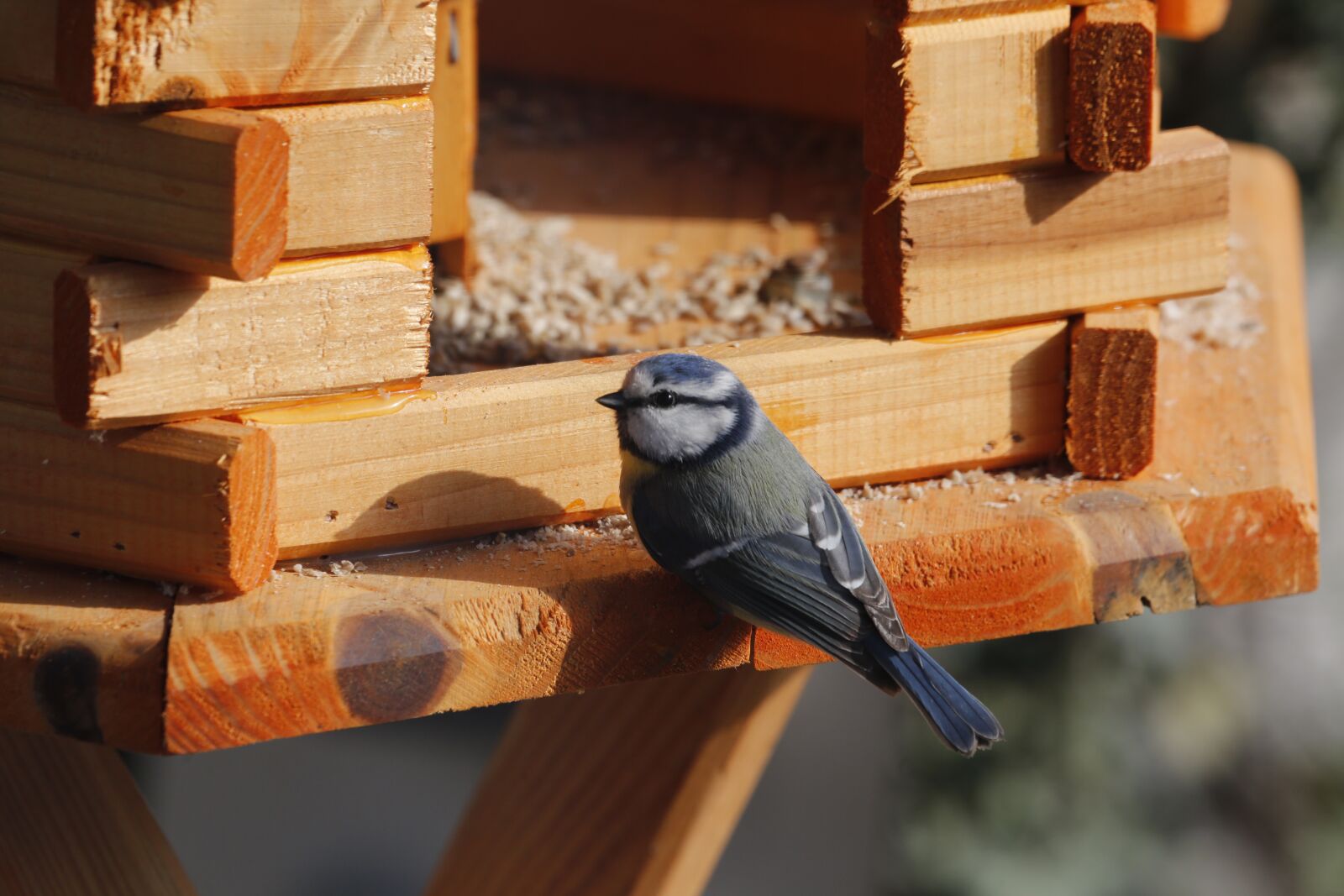Canon EF 100-400mm F4.5-5.6L IS USM sample photo. Bird, tit, food photography
