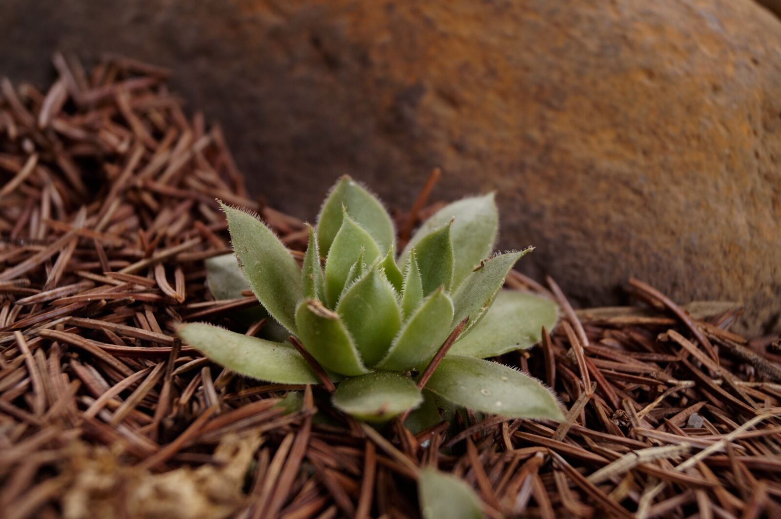 Sony DT 18-55mm F3.5-5.6 SAM II sample photo. Stonecrop, plant, rock garden photography