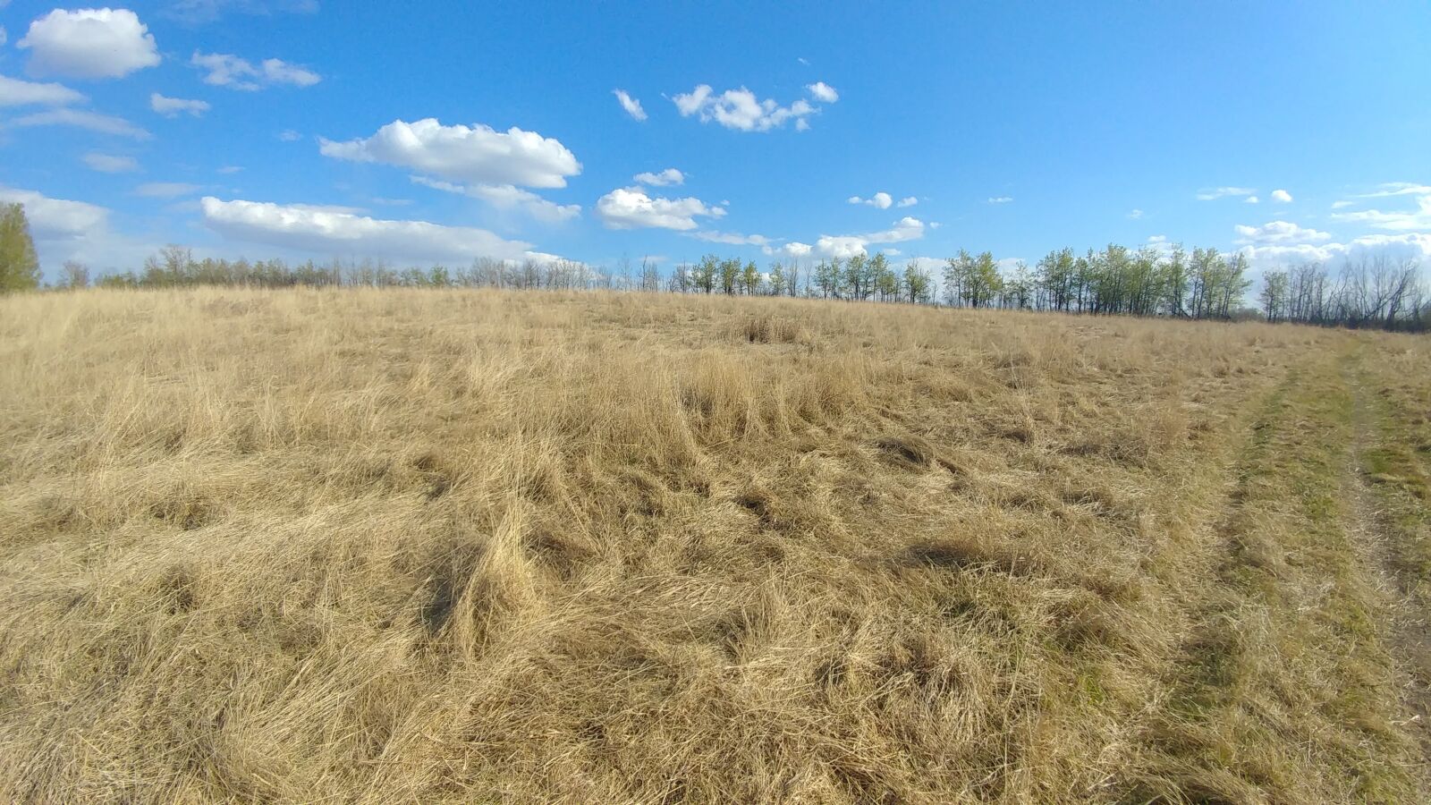 LG V20 sample photo. Spring, field, gold photography