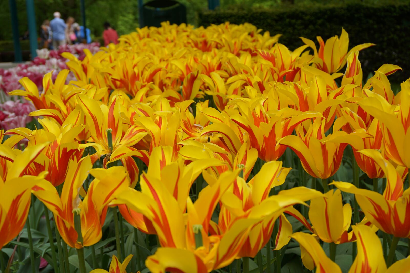 Sony E 16-50mm F3.5-5.6 PZ OSS sample photo. Yellow tulips, flowers, keukenhof photography