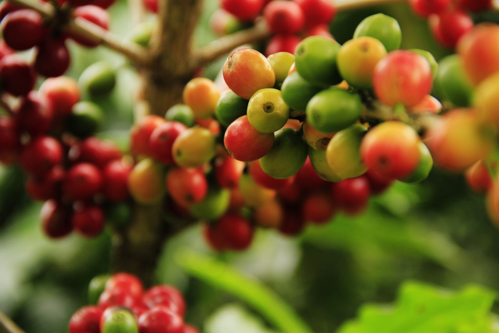 Canon EOS 7D sample photo. Coffee grains, mature, agriculture photography
