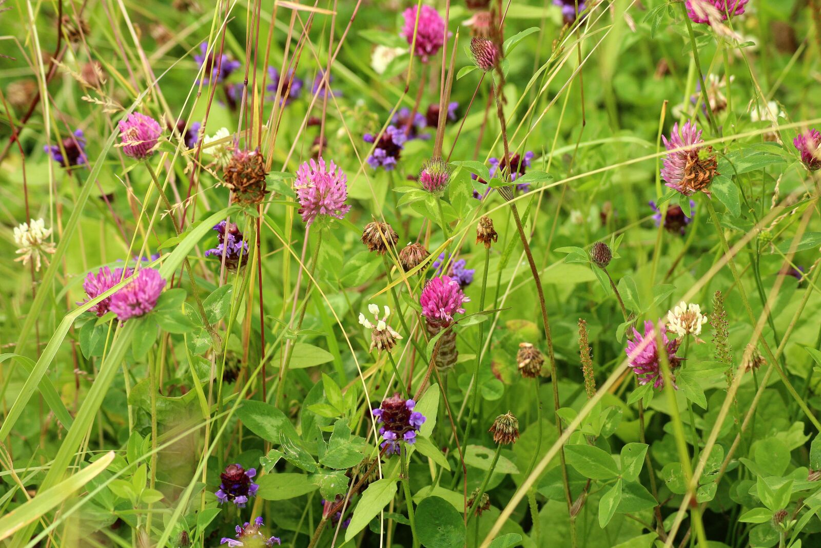 Canon EOS 1200D (EOS Rebel T5 / EOS Kiss X70 / EOS Hi) sample photo. Wildflowers, meadow, summer photography