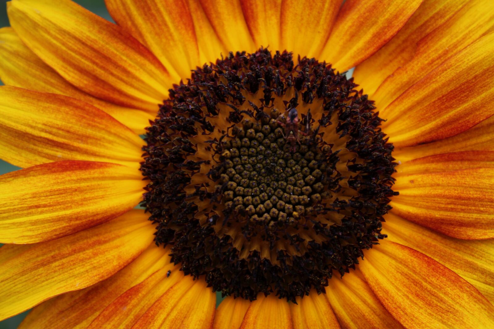 Canon EOS 550D (EOS Rebel T2i / EOS Kiss X4) sample photo. Flower, nature, summer photography