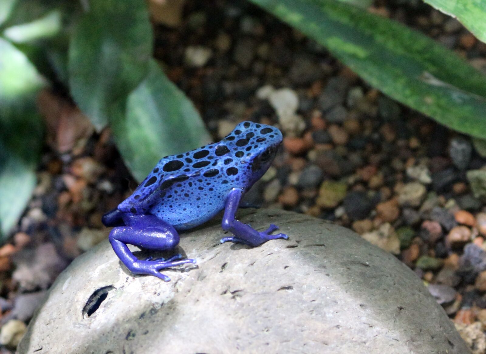 Canon EOS 100D (EOS Rebel SL1 / EOS Kiss X7) sample photo. Nature, animal world, amphibian photography