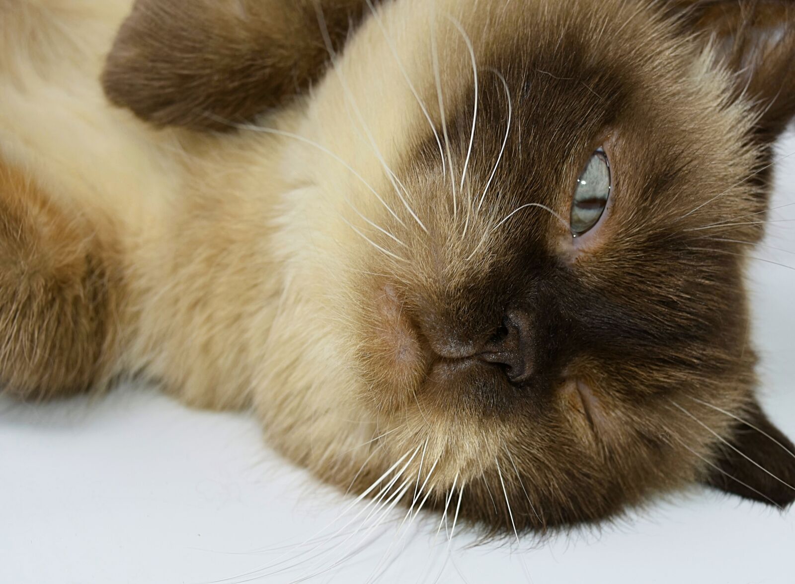 Nikon D7200 sample photo. British shorthair, cat, mieze photography