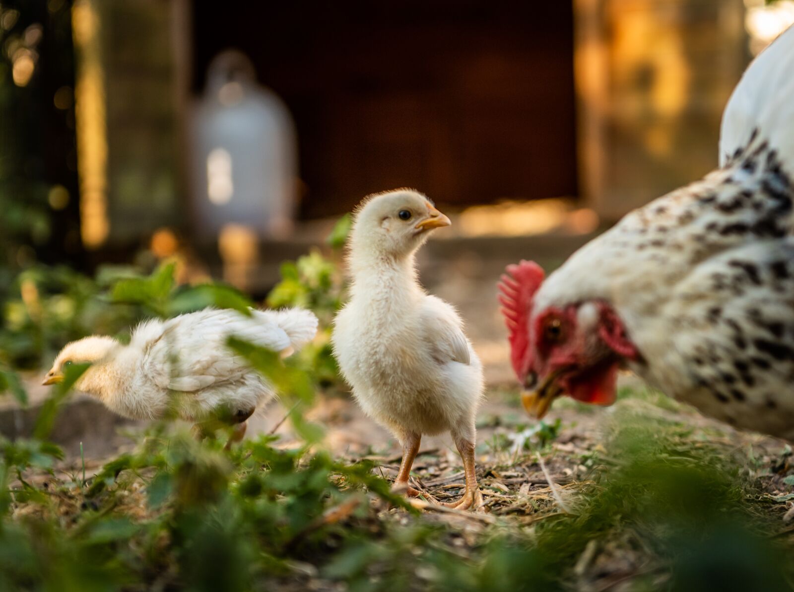 Nikon D750 sample photo. Chickens, chicks, mother hen photography