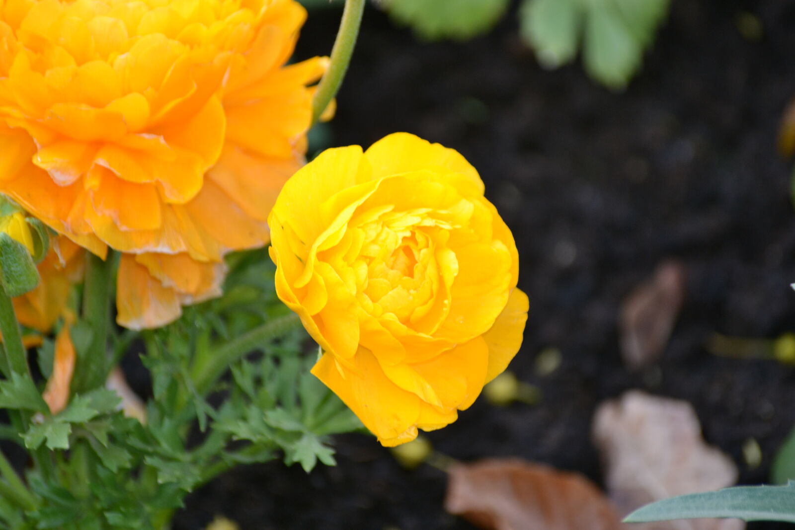 Nikon D3100 sample photo. Close, up, view, macro photography