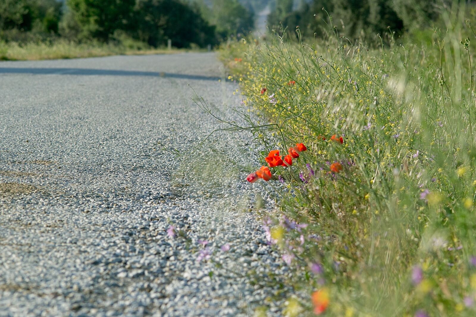 Sigma SD14 sample photo. Road, flowers, herbs photography