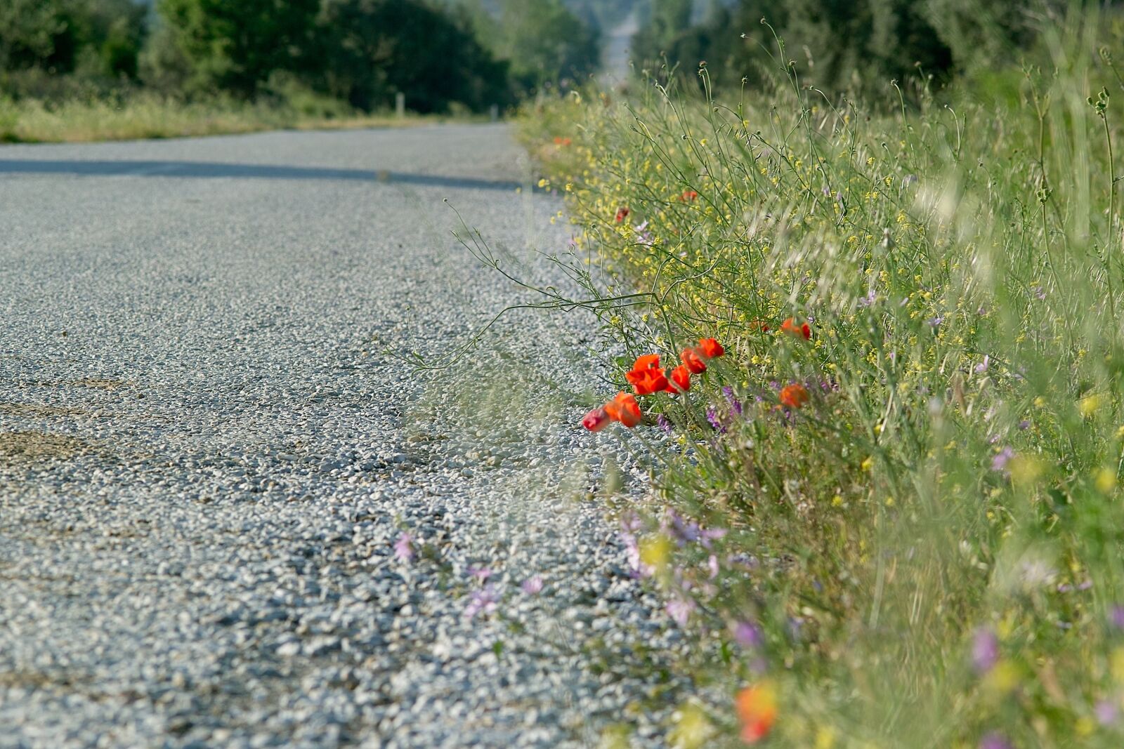 Sigma SD14 sample photo. Road, flowers, herbs photography