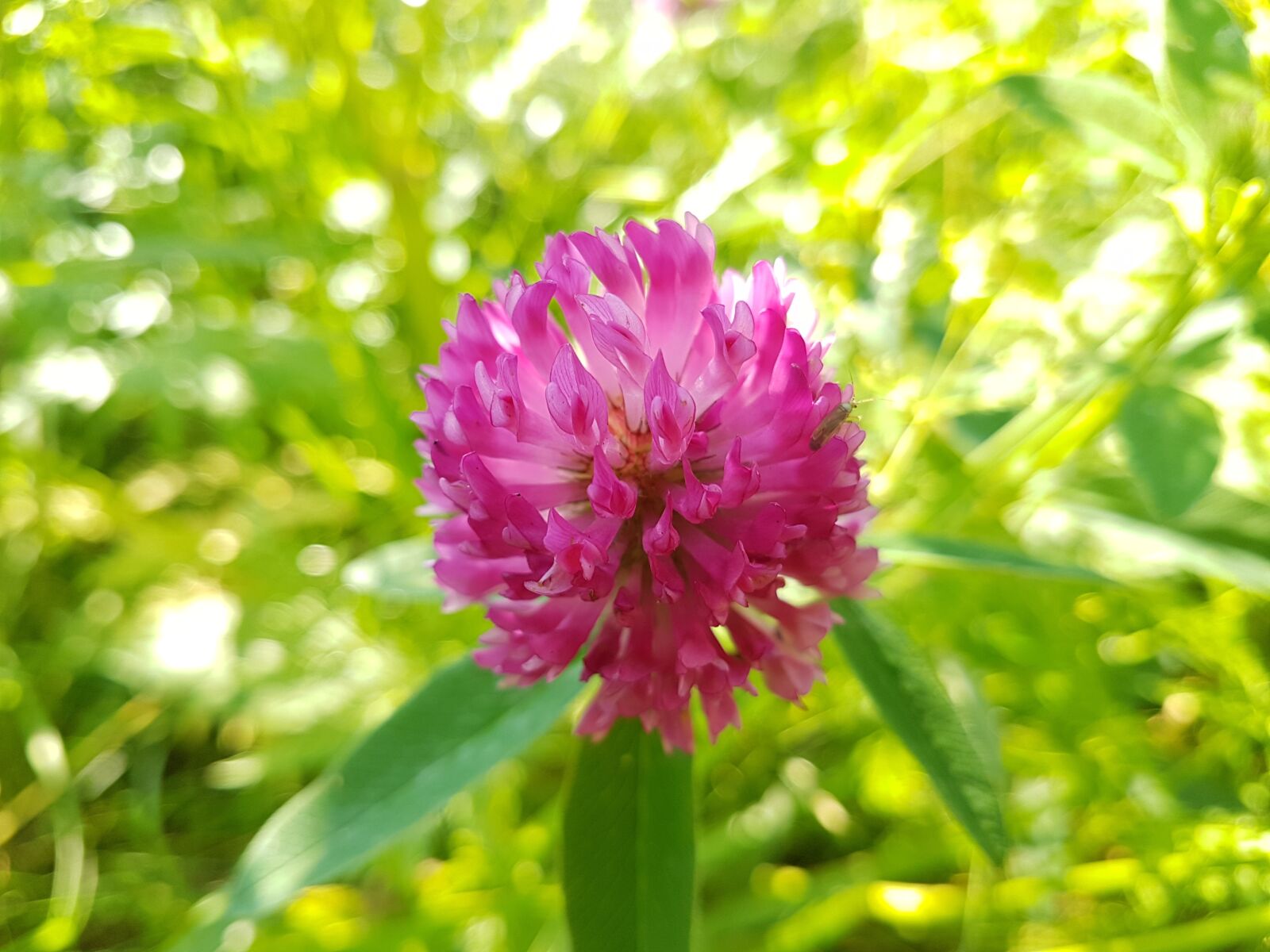 Samsung Galaxy S7 Edge sample photo. Red flower, flower, macro photography
