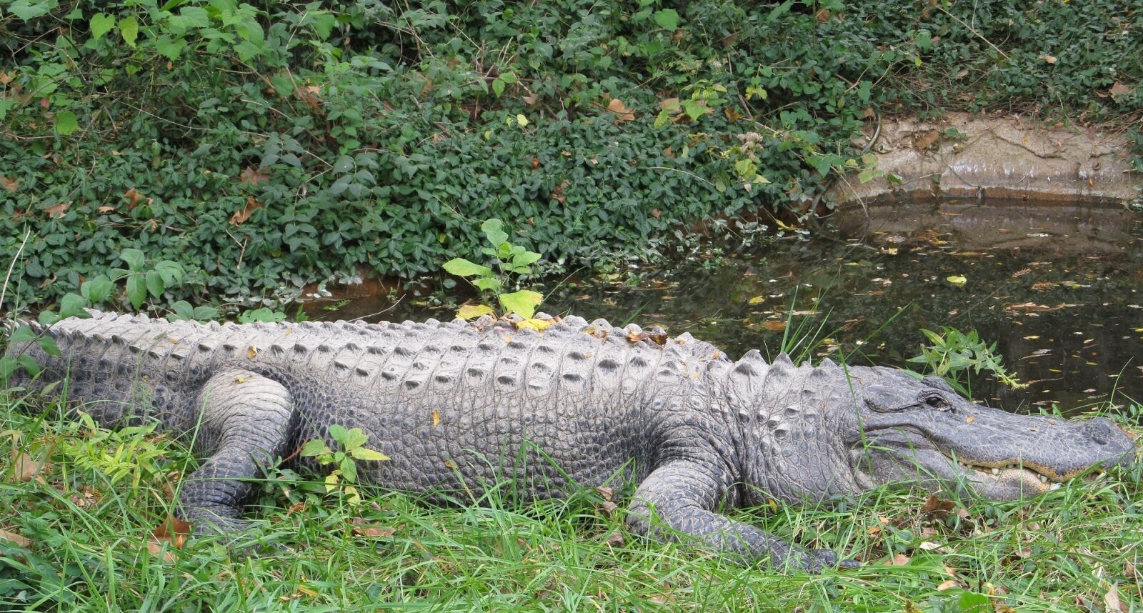 Canon PowerShot SX130 IS sample photo. Alligator, water, looking photography
