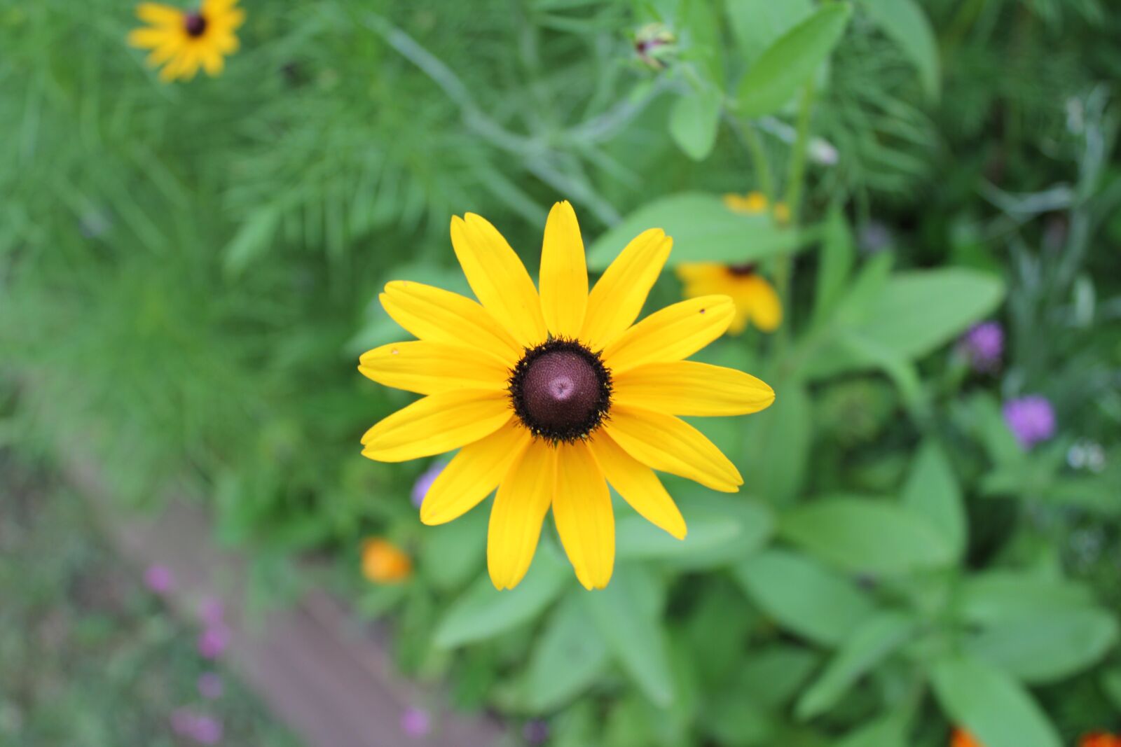 Canon EOS 550D (EOS Rebel T2i / EOS Kiss X4) sample photo. Flower, summer, flora photography