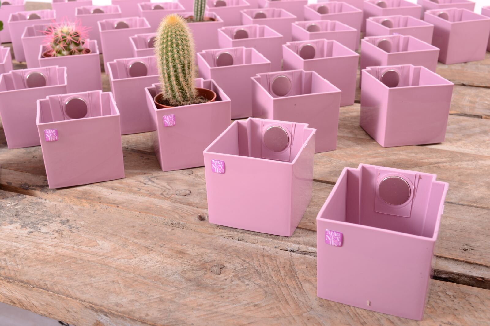 Nikon D3100 sample photo. Flowerpot, cactus, plant photography