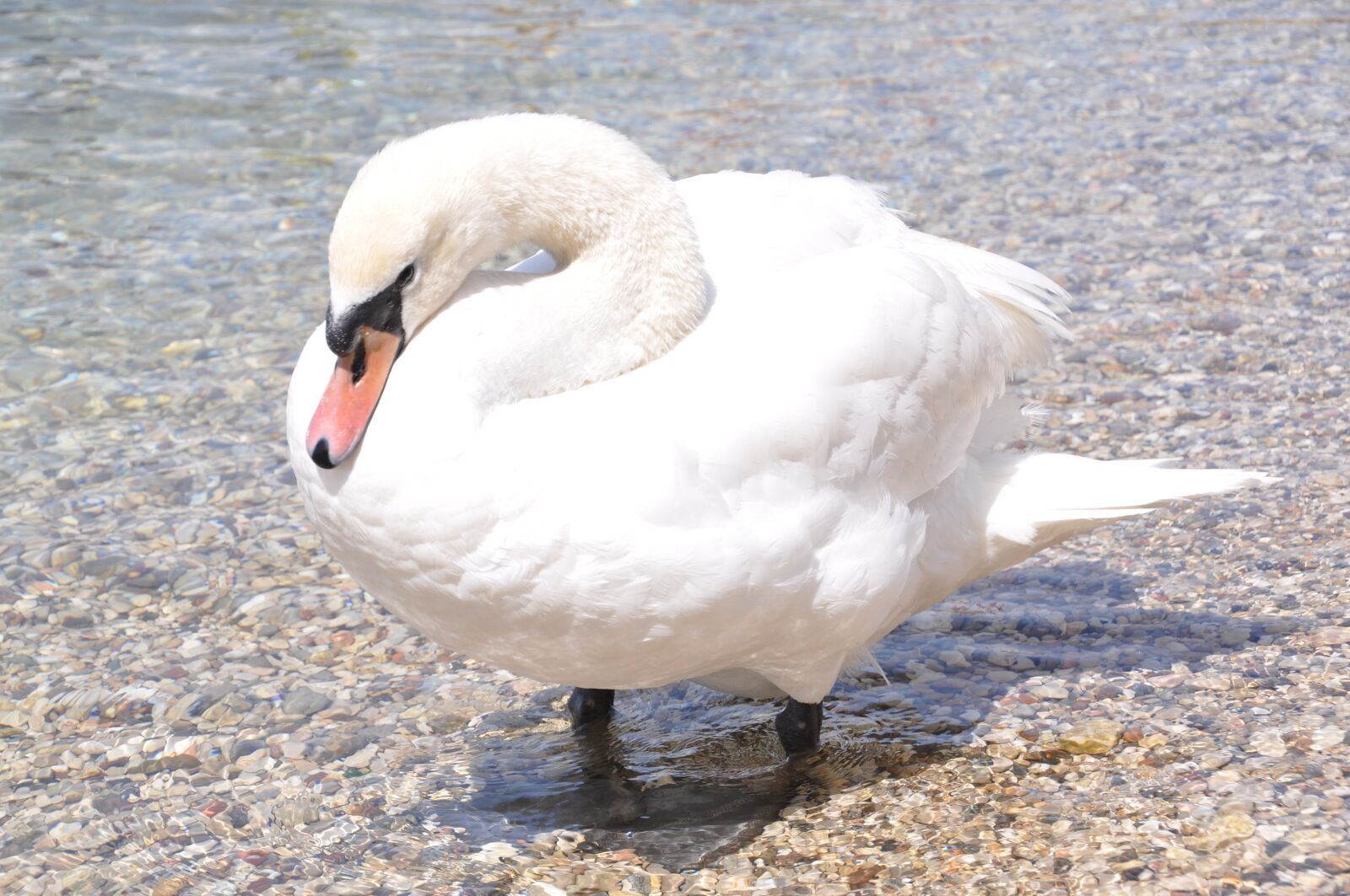 Nikon D90 sample photo. Swan, white, bird photography