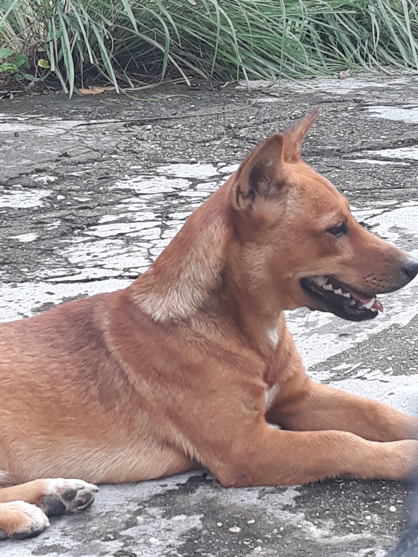Samsung Galaxy J7 Pro sample photo. Dog, animal, friend photography