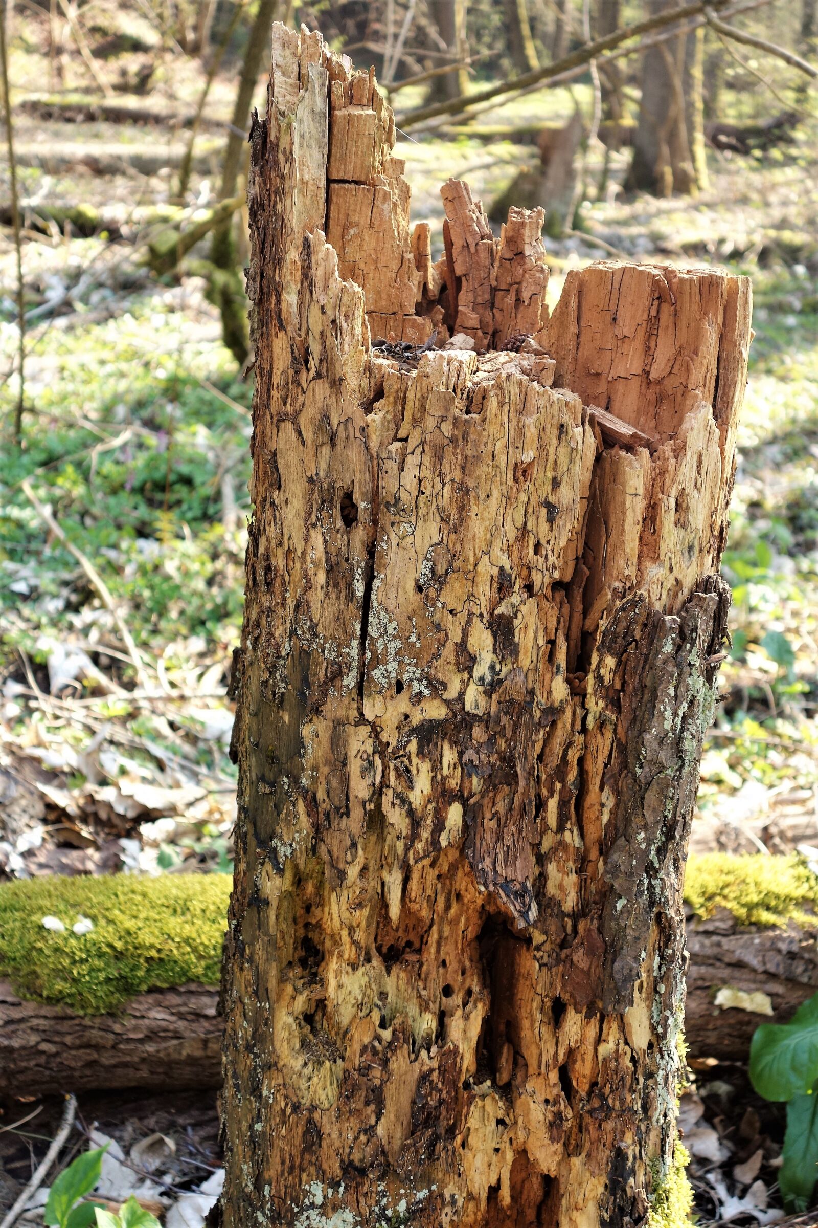 Sony Cyber-shot DSC-RX100 sample photo. Forest, nature, landscape photography