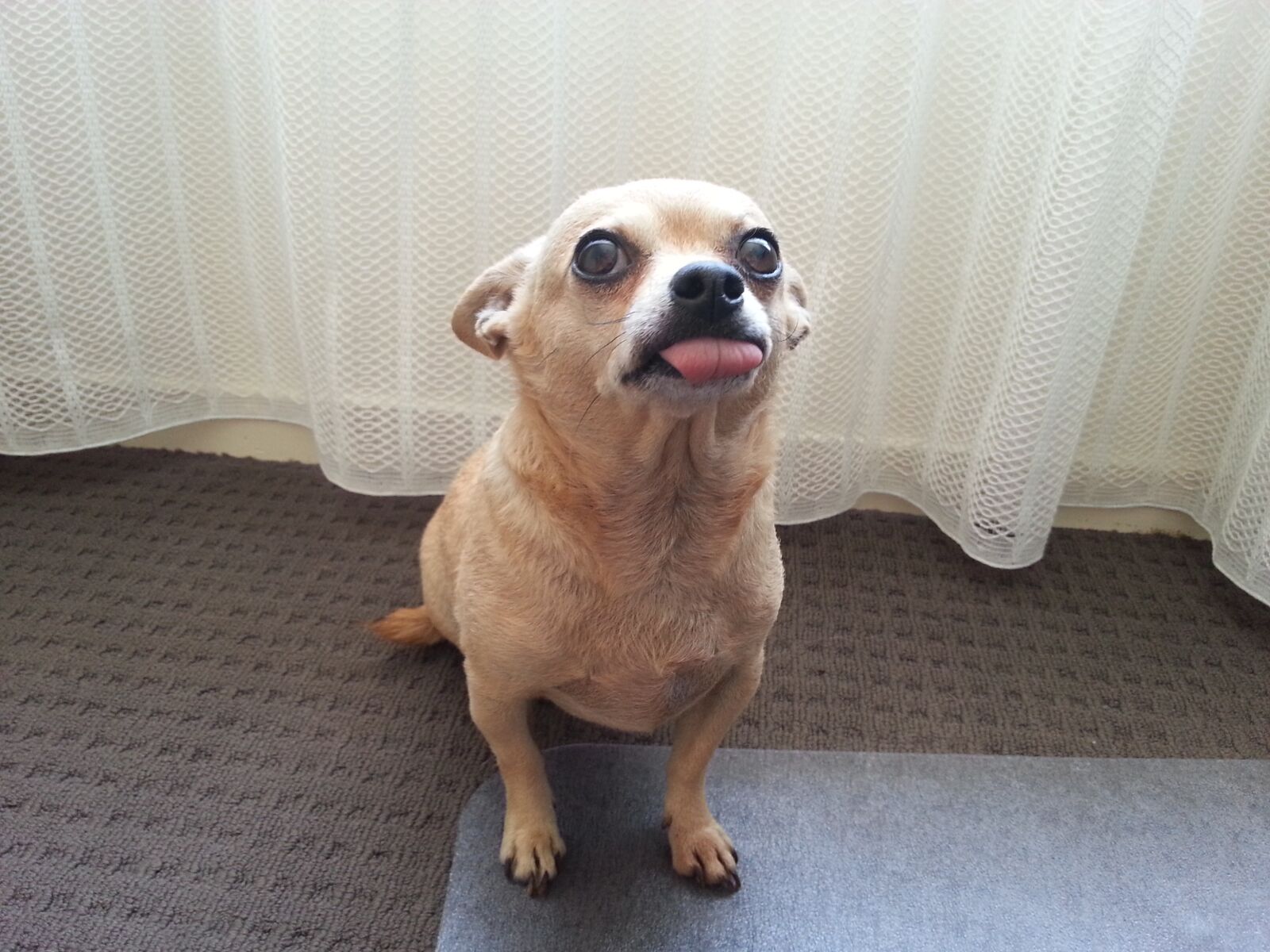 Samsung Galaxy S3 sample photo. Small dog, chihuahua, cute photography