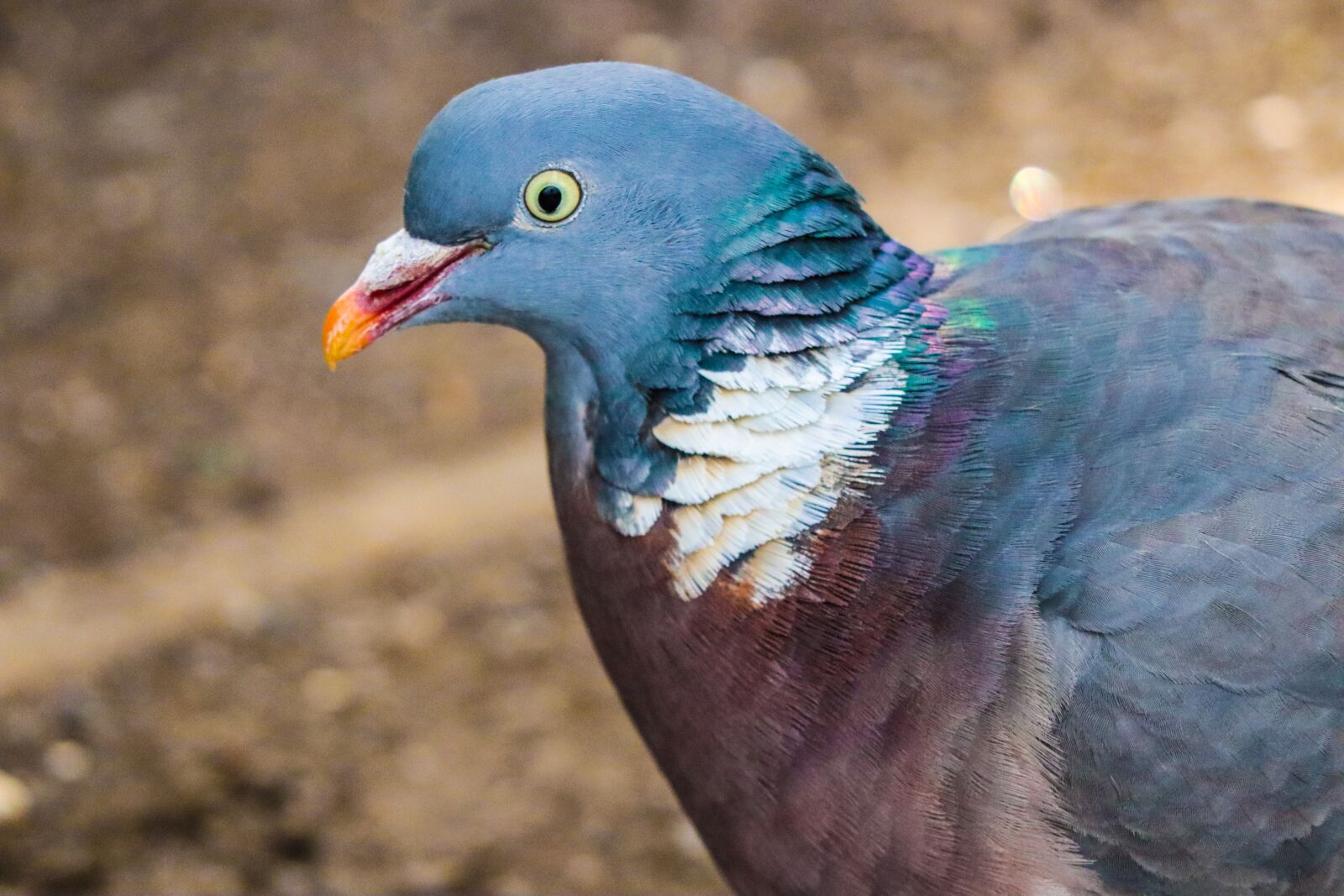 Canon EF 70-300 F4-5.6 IS II USM sample photo. Bird, pigeon, animal photography