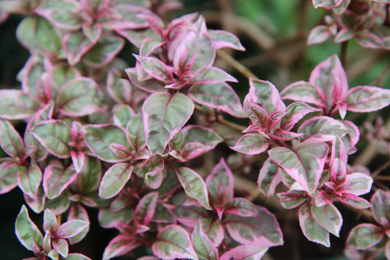 Canon EOS 600D (Rebel EOS T3i / EOS Kiss X5) sample photo. Fuchsia, fuchsia variegated, leaf photography