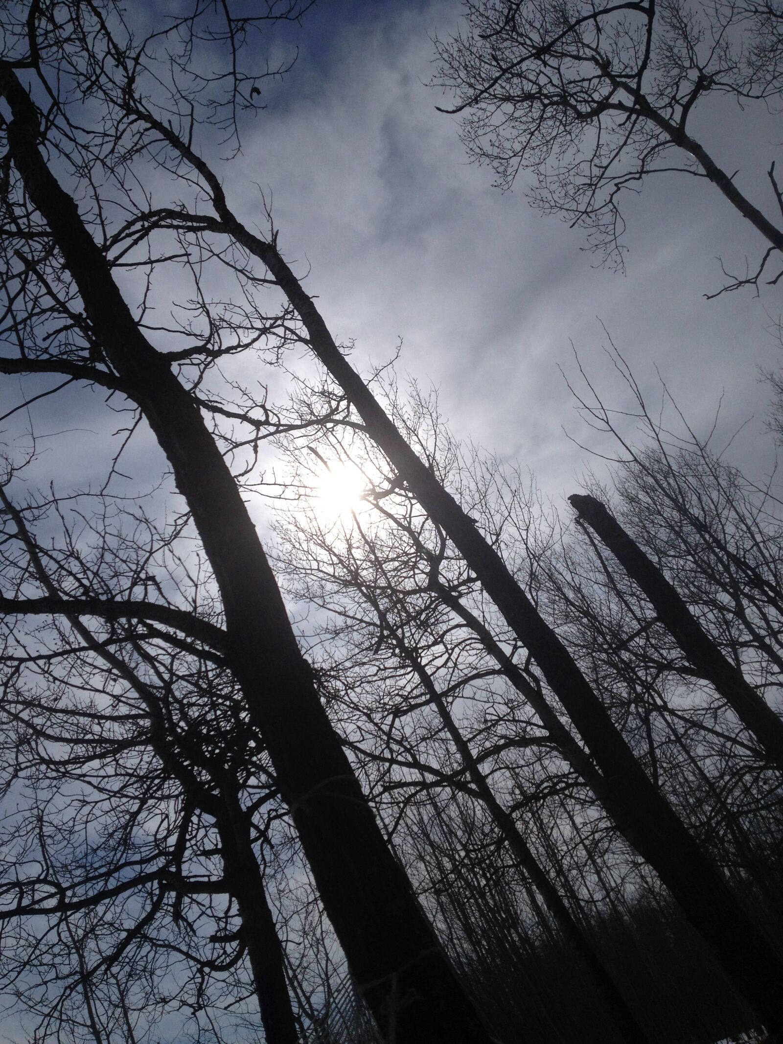 Apple iPhone 4S sample photo. Trees, sky, nature photography