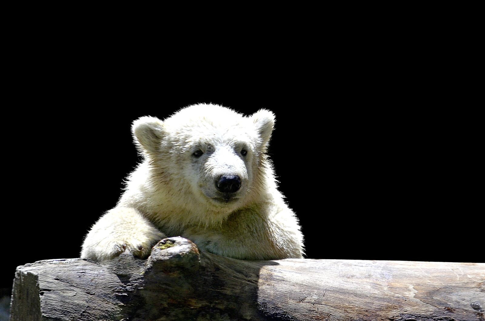 Nikon D5100 sample photo. Polar bear child, young photography