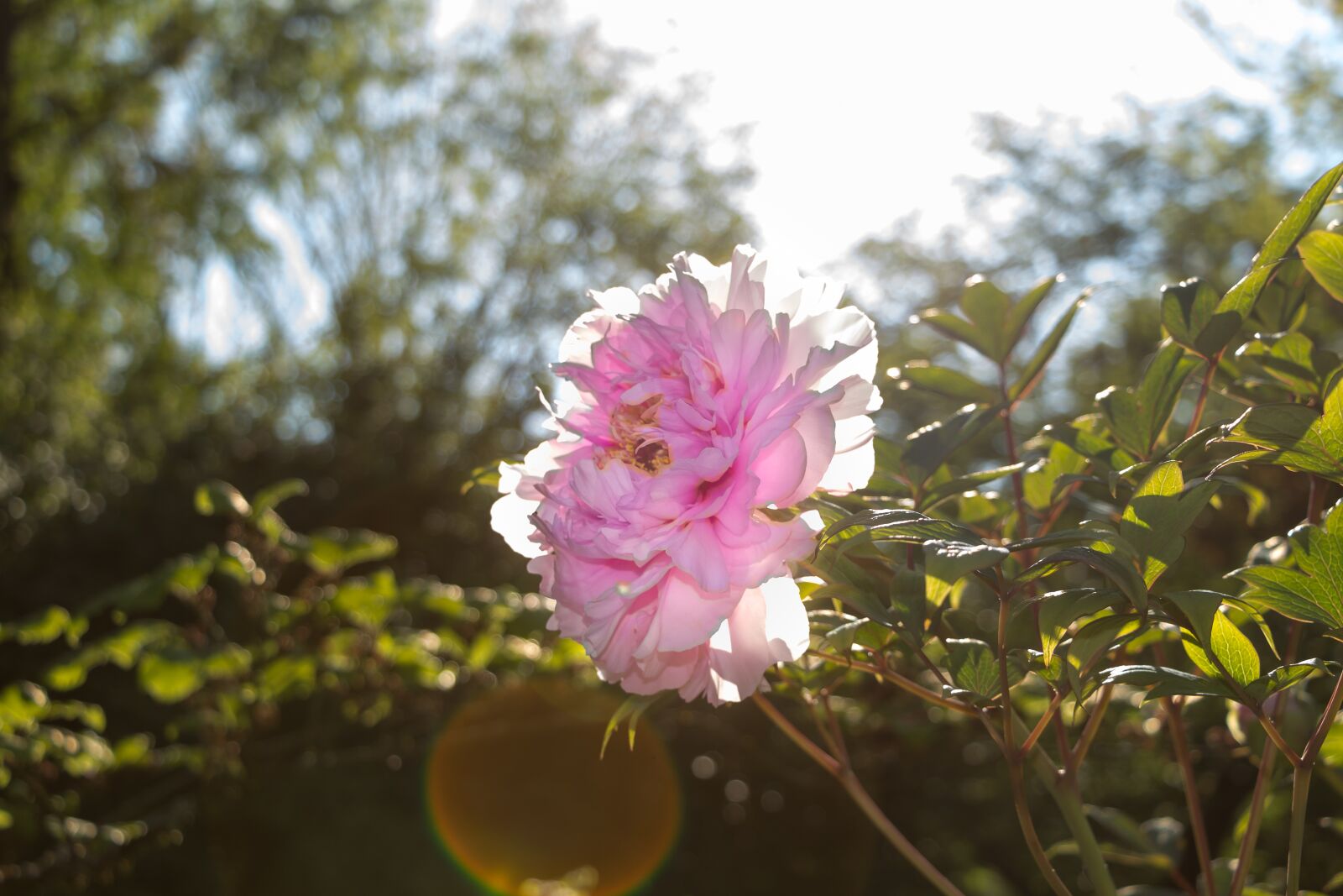 Canon EOS 700D (EOS Rebel T5i / EOS Kiss X7i) sample photo. Bush, peony, sun photography