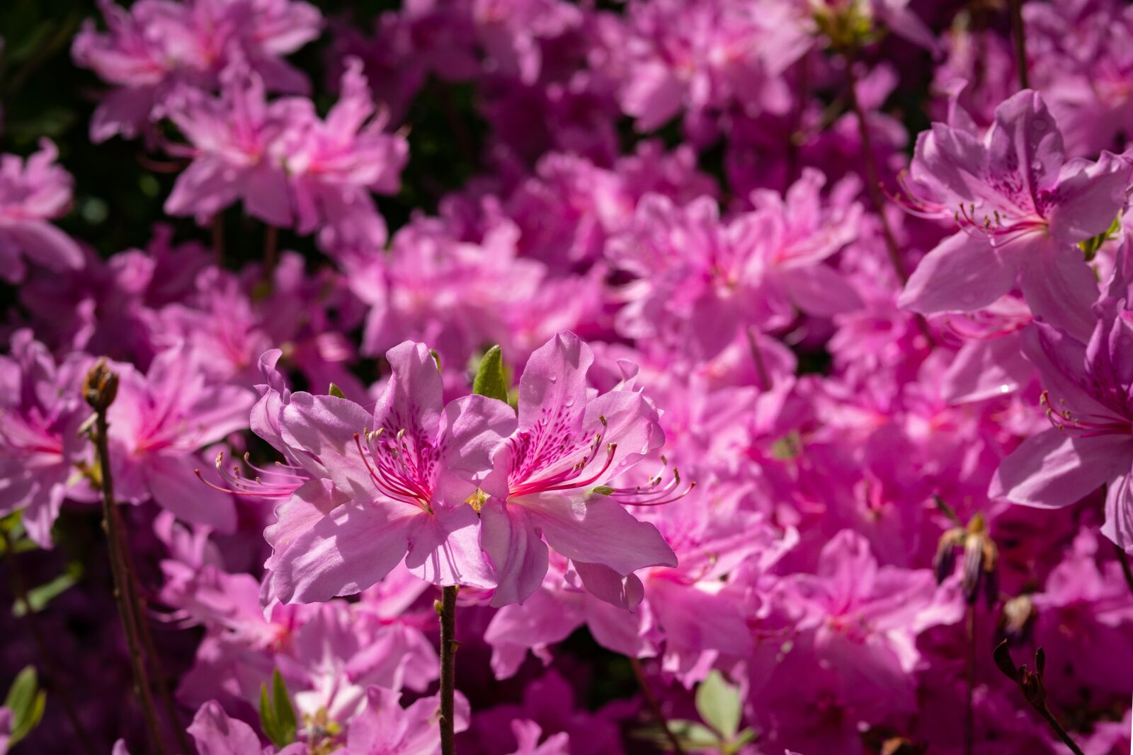 Panasonic Leica DG Summilux 25mm F1.4 II ASPH sample photo. Azalea, pink, flower photography
