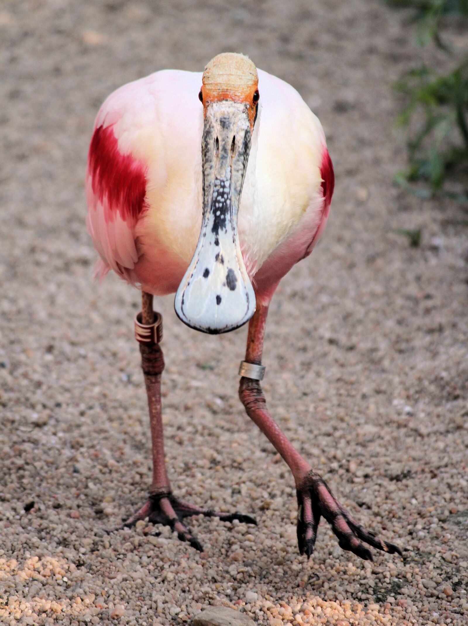 Canon EOS 550D (EOS Rebel T2i / EOS Kiss X4) sample photo. Spoonbill, pink, bird photography