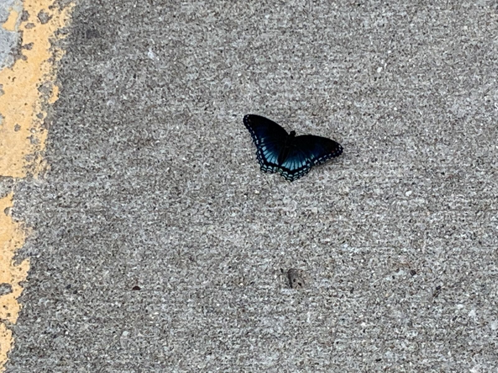 Apple iPhone XR sample photo. Blue, nature, butterfly photography