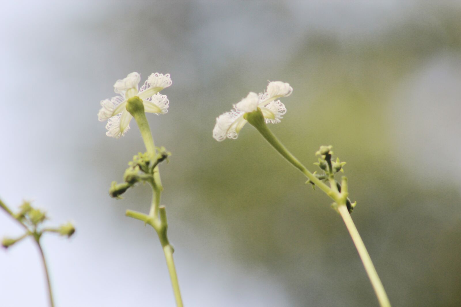 Canon EF75-300mm f/4-5.6 sample photo. Flowers, daylight, spring photography