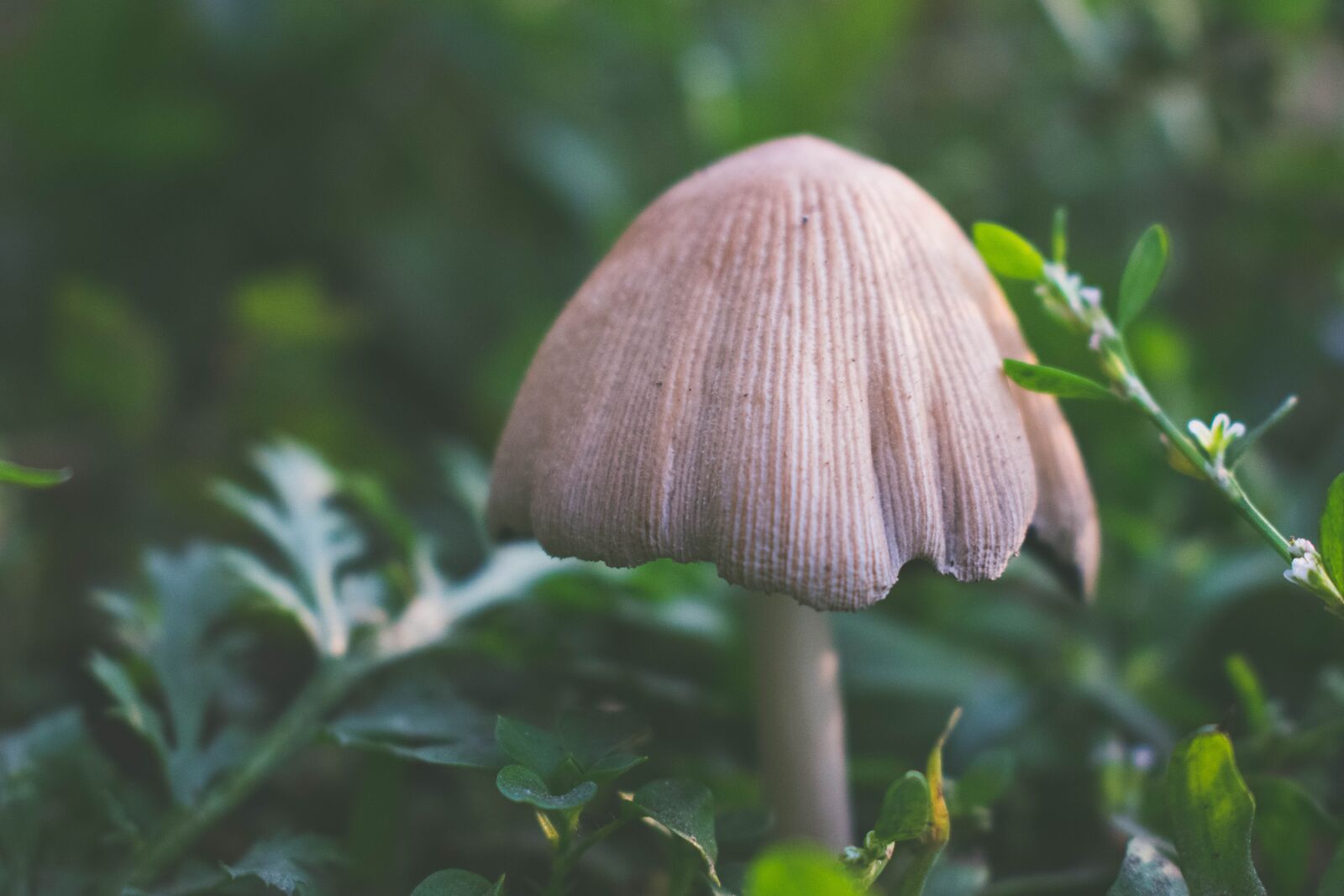Nikon D3400 sample photo. Mushroom, mushrooms, nature photography