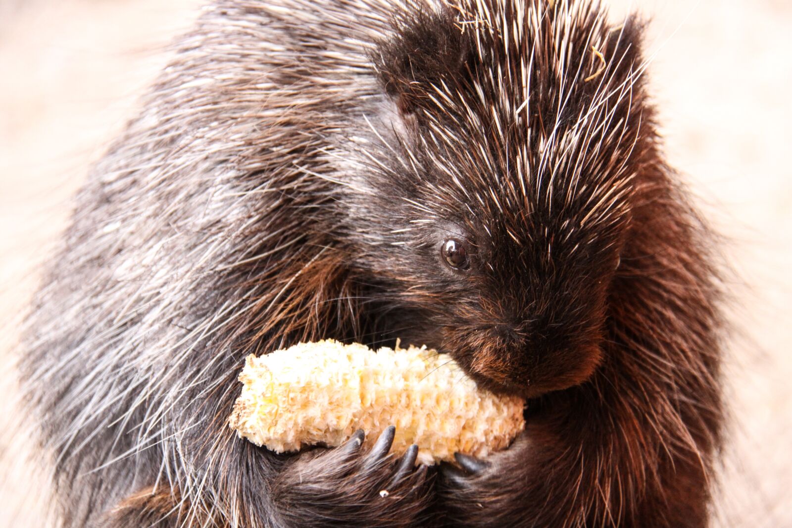 Canon EOS 50D sample photo. Urson, porcupines, corn on photography