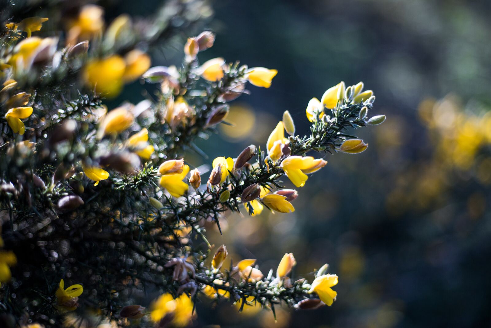 Canon EOS 6D Mark II sample photo. Gorse, bush, broom photography