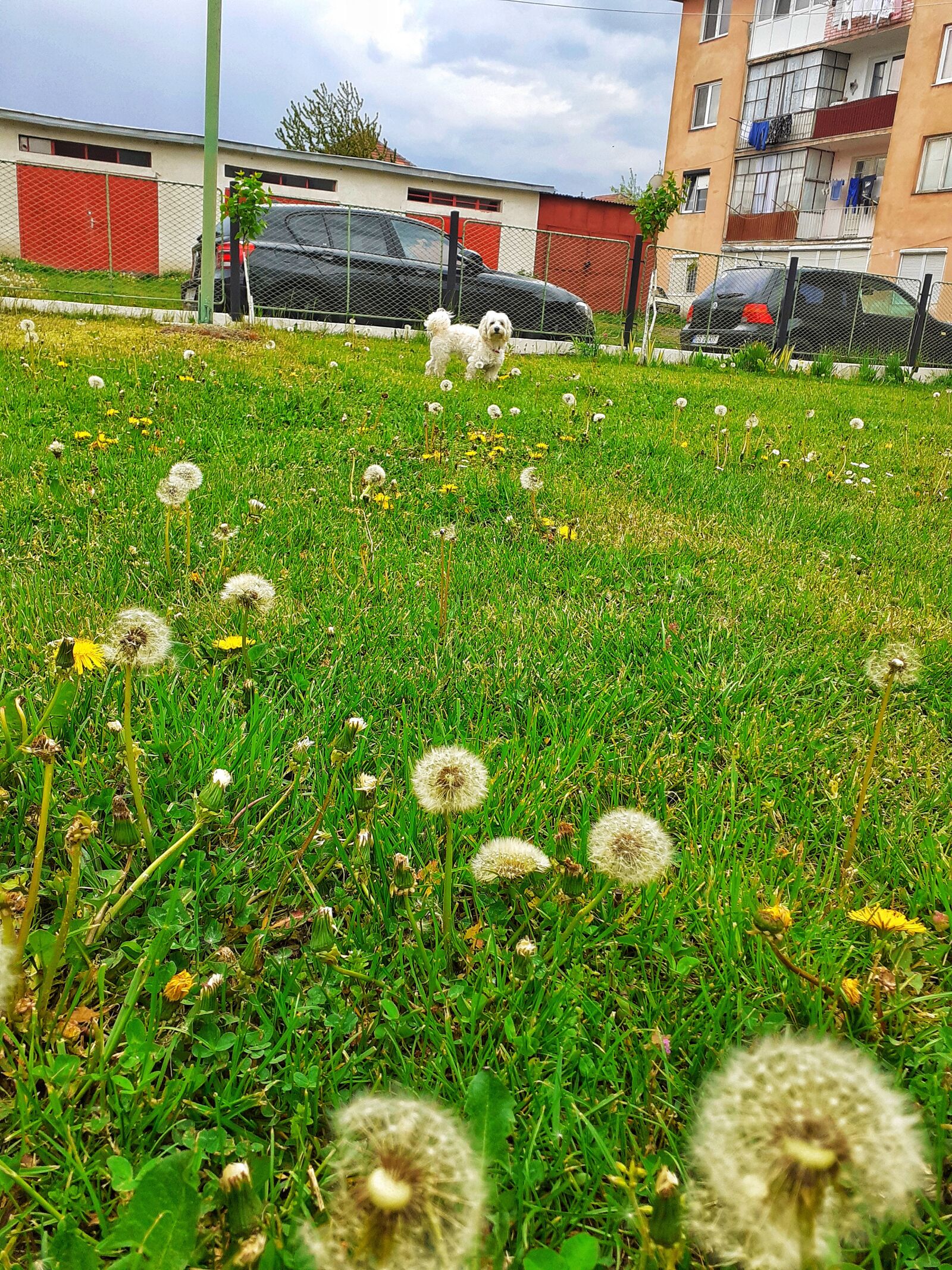 Samsung SM-A202F sample photo. Dog, green, spring photography