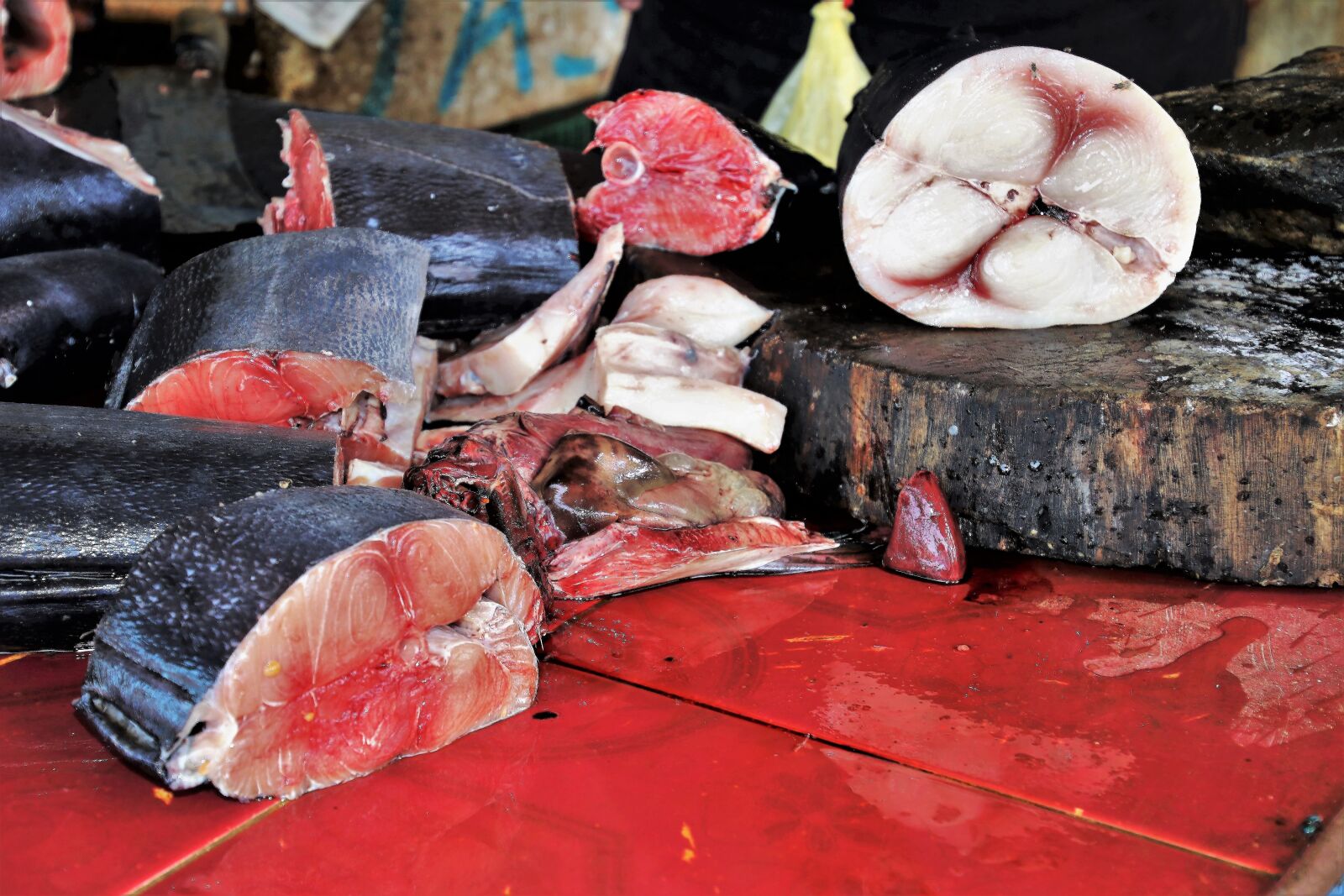 Canon EOS 80D sample photo. Fish market, blood, seafood photography