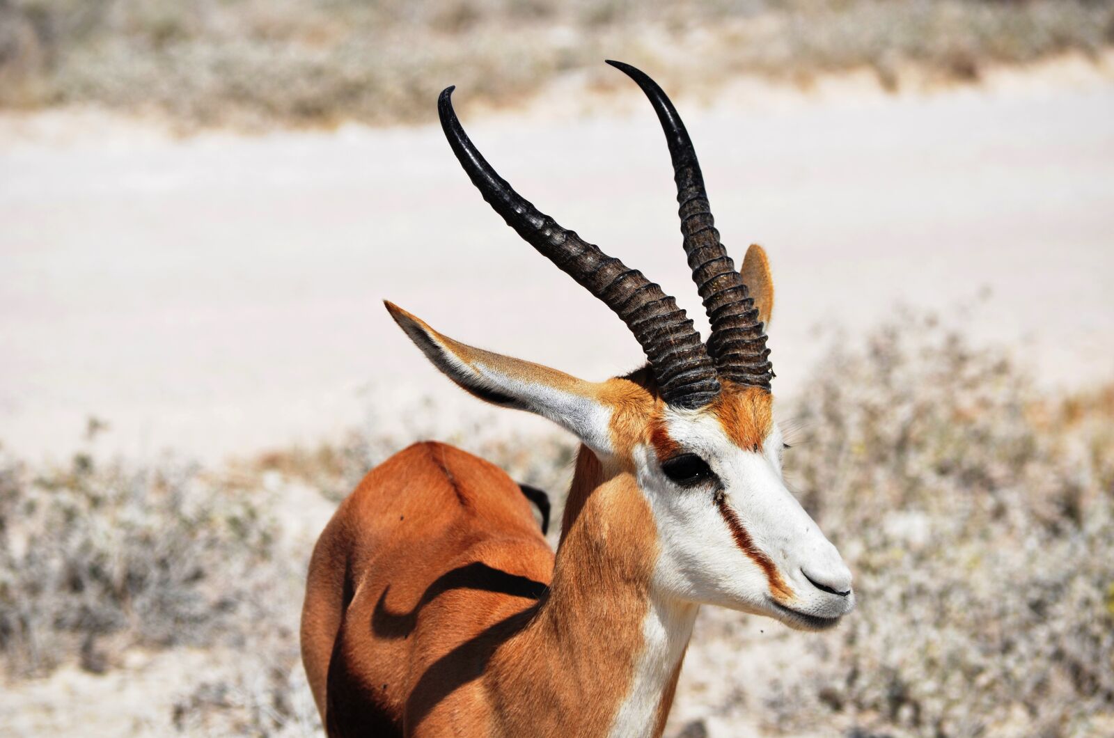 Nikon D5100 sample photo. Antelope, animal, horns photography