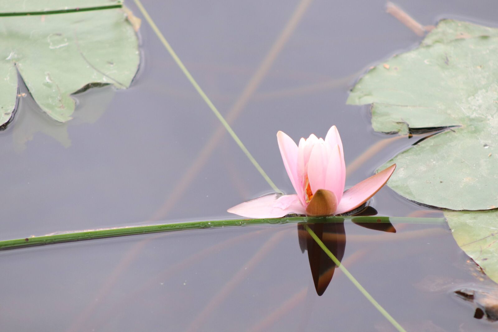 Canon EOS 77D (EOS 9000D / EOS 770D) sample photo. Plant, water lily, flowering photography