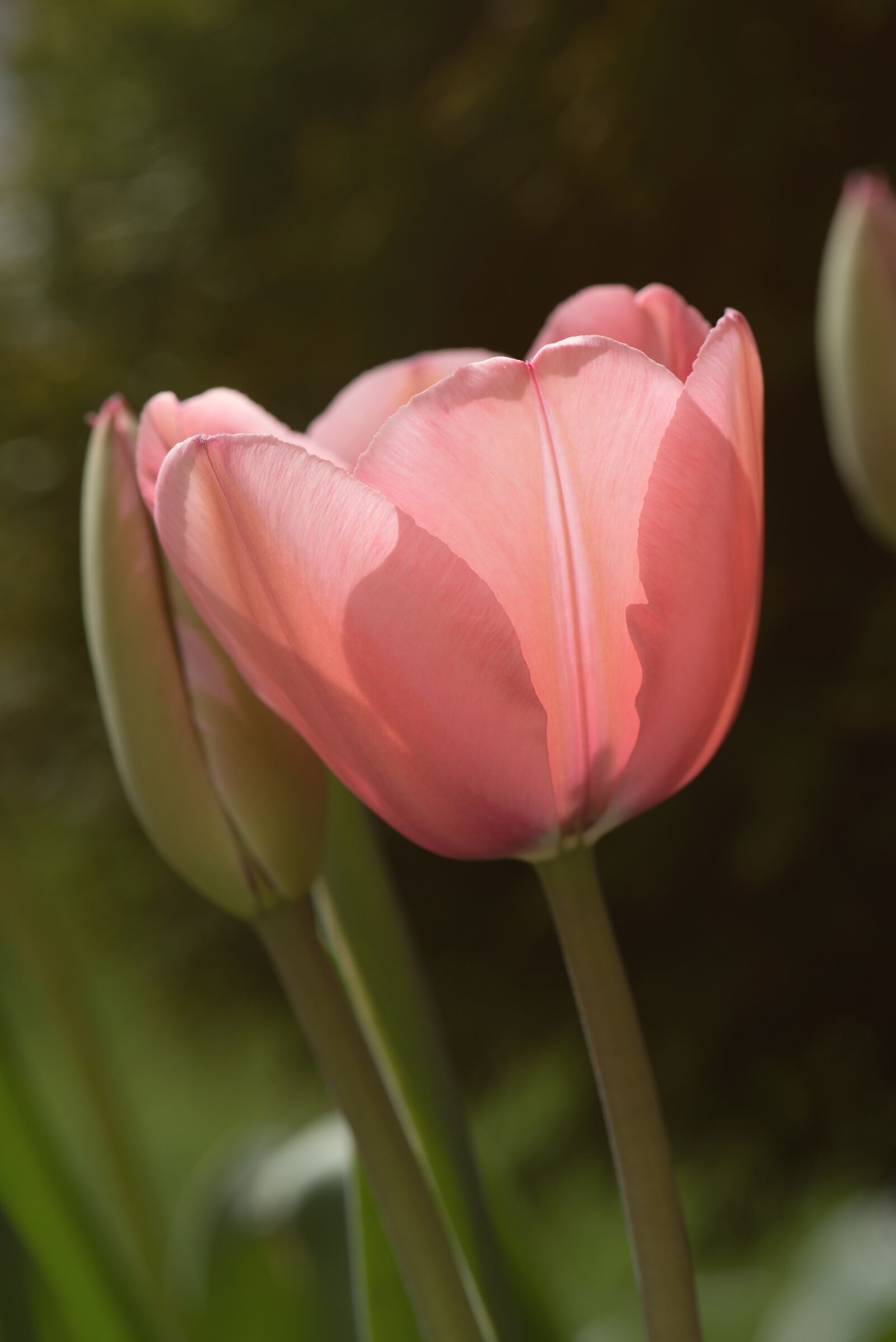 Nikon D750 sample photo. Tulip, flower, blossom photography