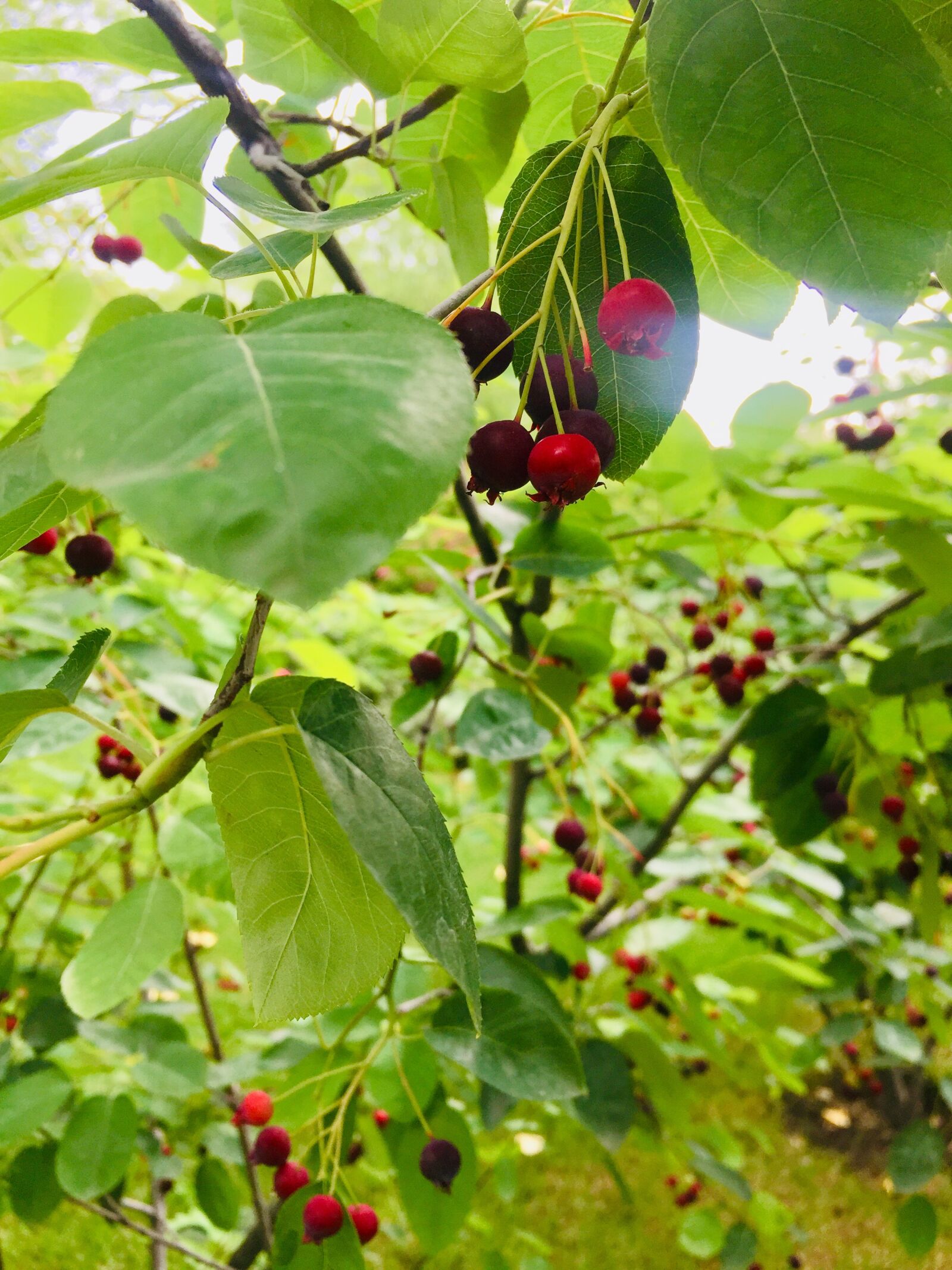 iPhone 6 back camera 4.15mm f/2.2 sample photo. Cherries, the green, nature photography