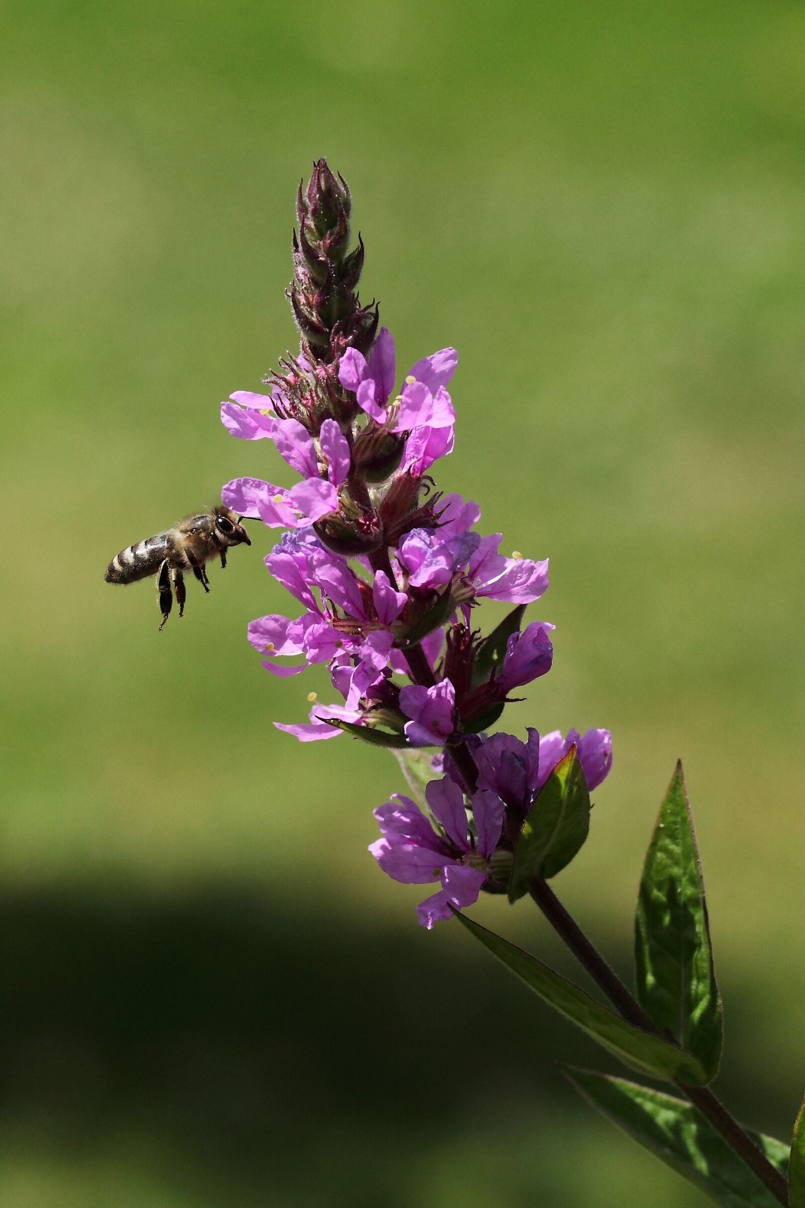 Canon EOS 5D Mark II sample photo. Bee, pink flower, plant photography