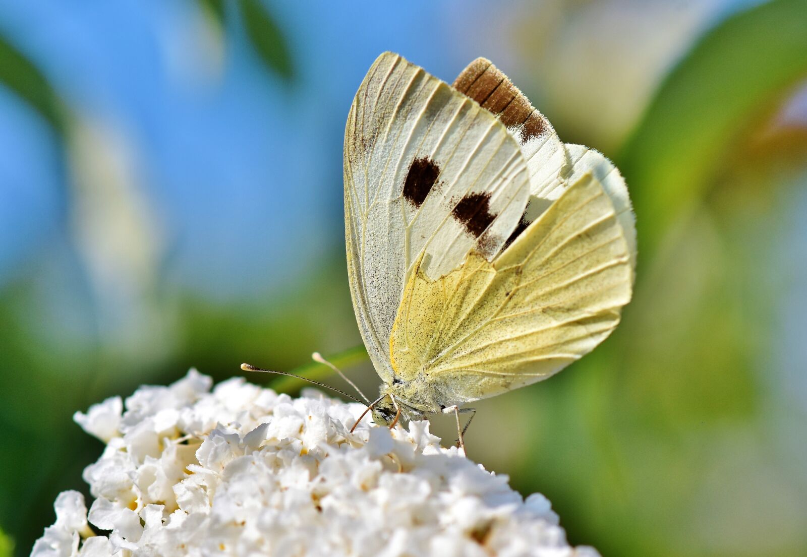 Nikon D7200 sample photo. White ling, butterfly, insect photography