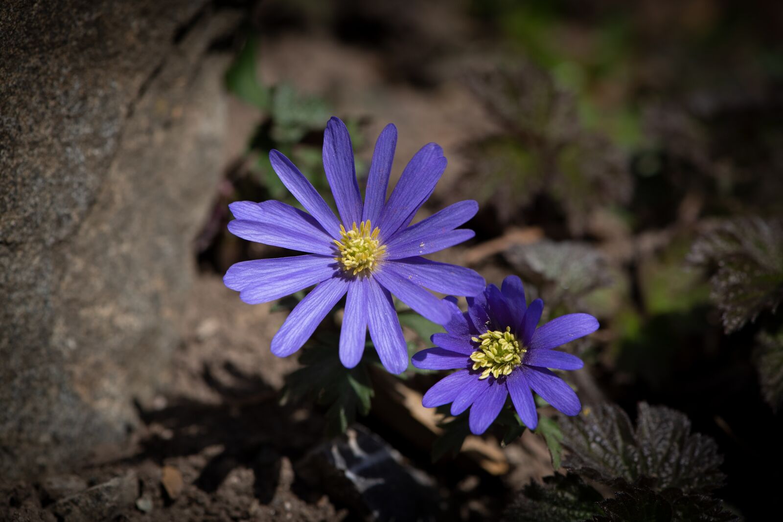 Nikon D750 sample photo. Flowers, blue, garden photography