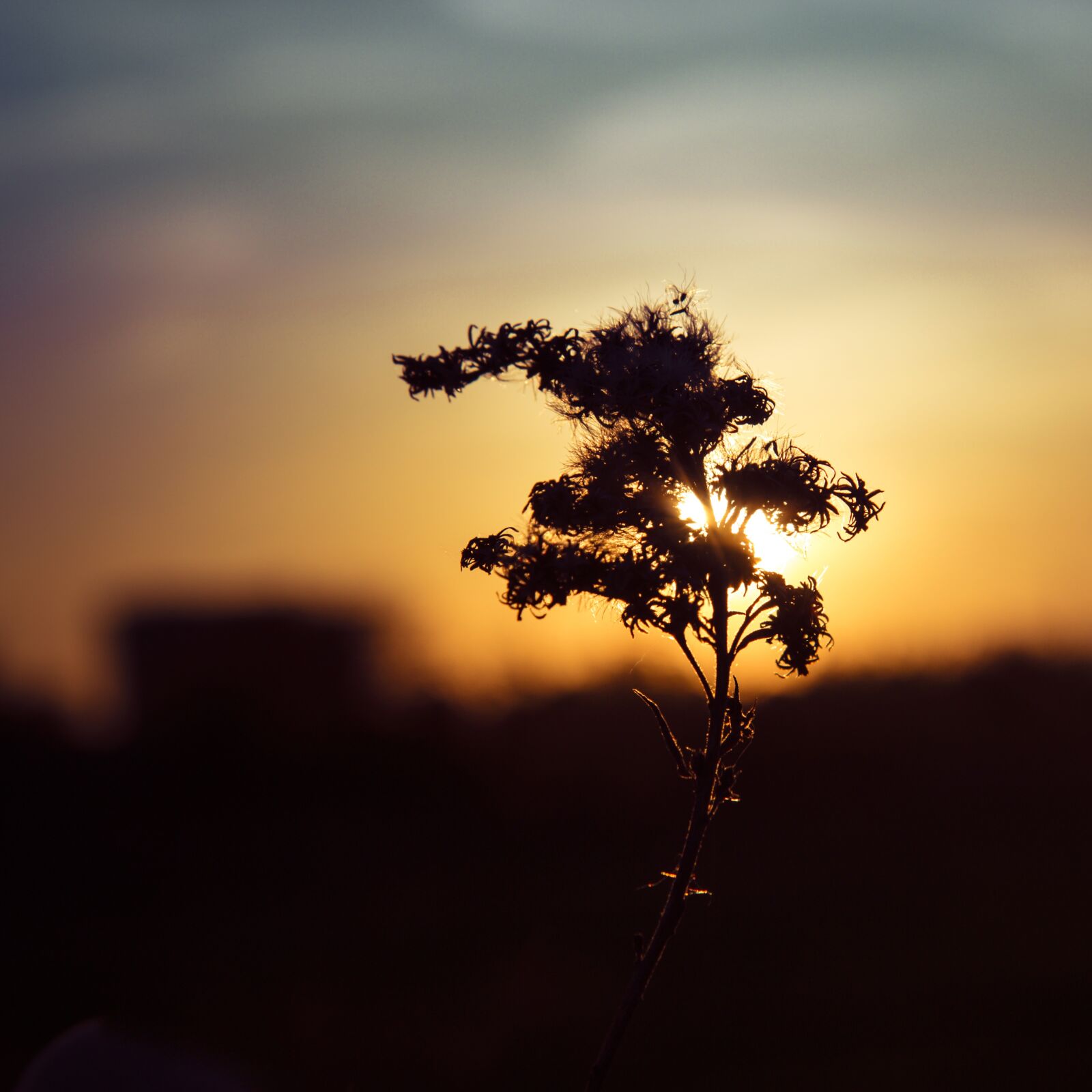 Canon EOS 70D sample photo. Thistle, sun, contrast photography