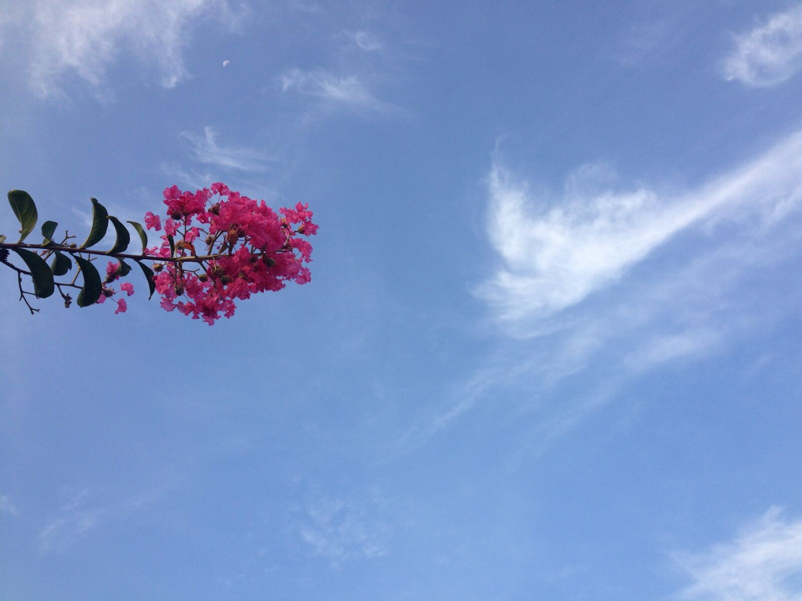 Apple iPhone 5 sample photo. Blue, sky, bougainvillea, pink photography