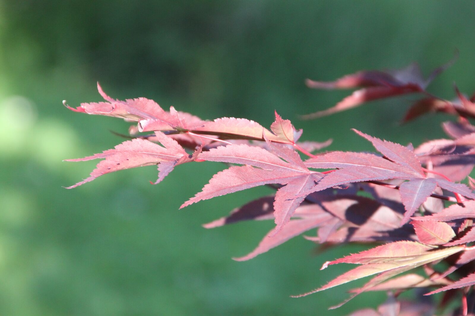 Canon EOS 500D (EOS Rebel T1i / EOS Kiss X3) sample photo. Maple, red leaves, japanese photography