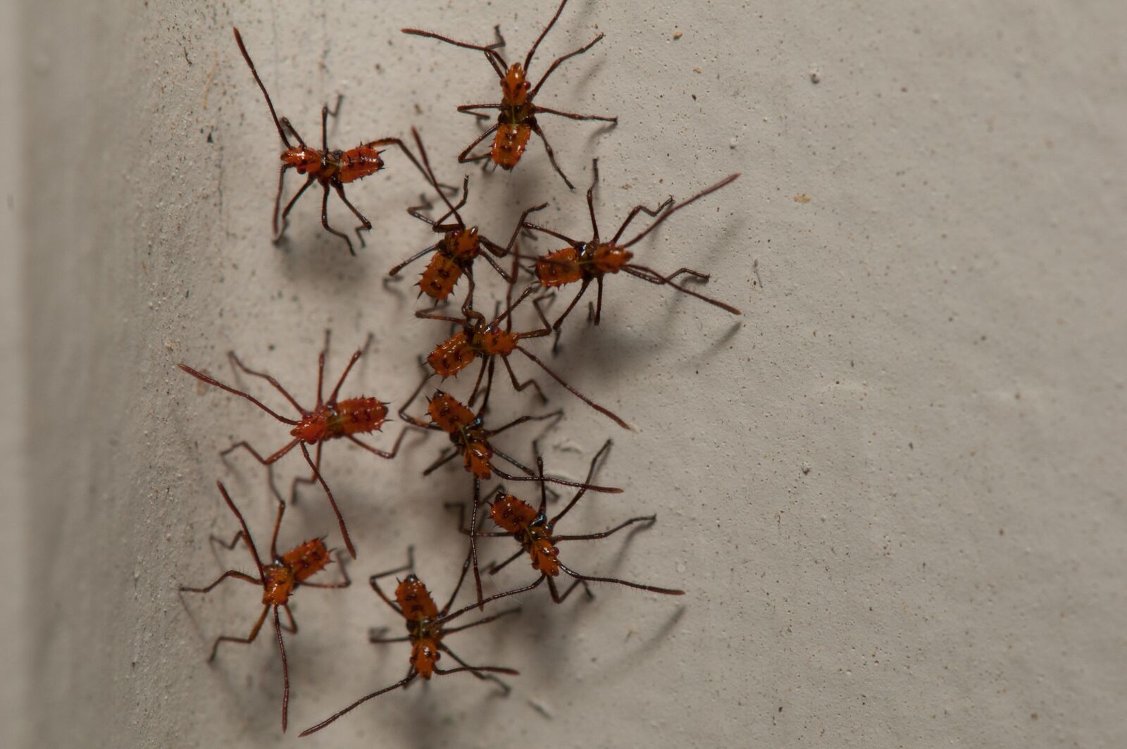 Nikon D300 sample photo. Bugs, creepy, insects photography