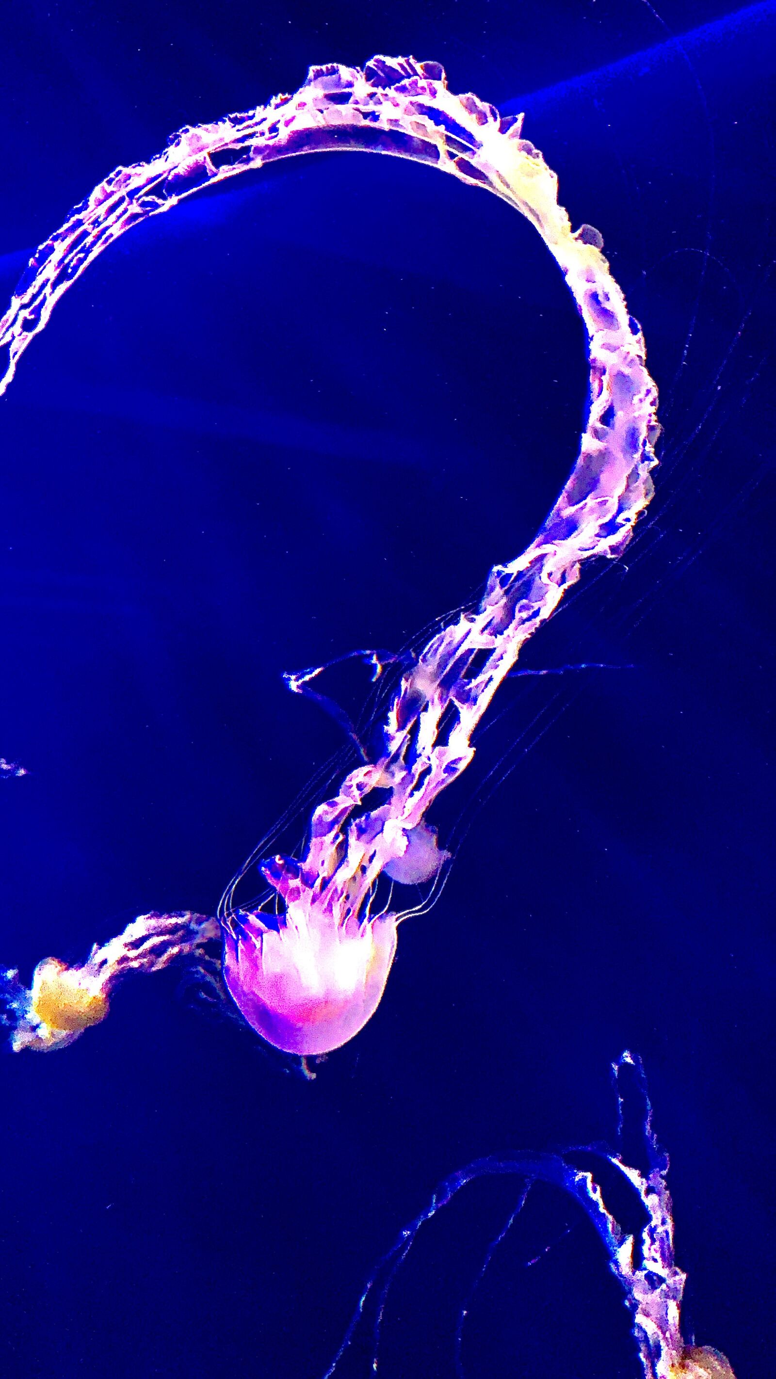 iPhone XS Max back dual camera 4.25mm f/1.8 sample photo. Ocean, jelly fish, sea photography