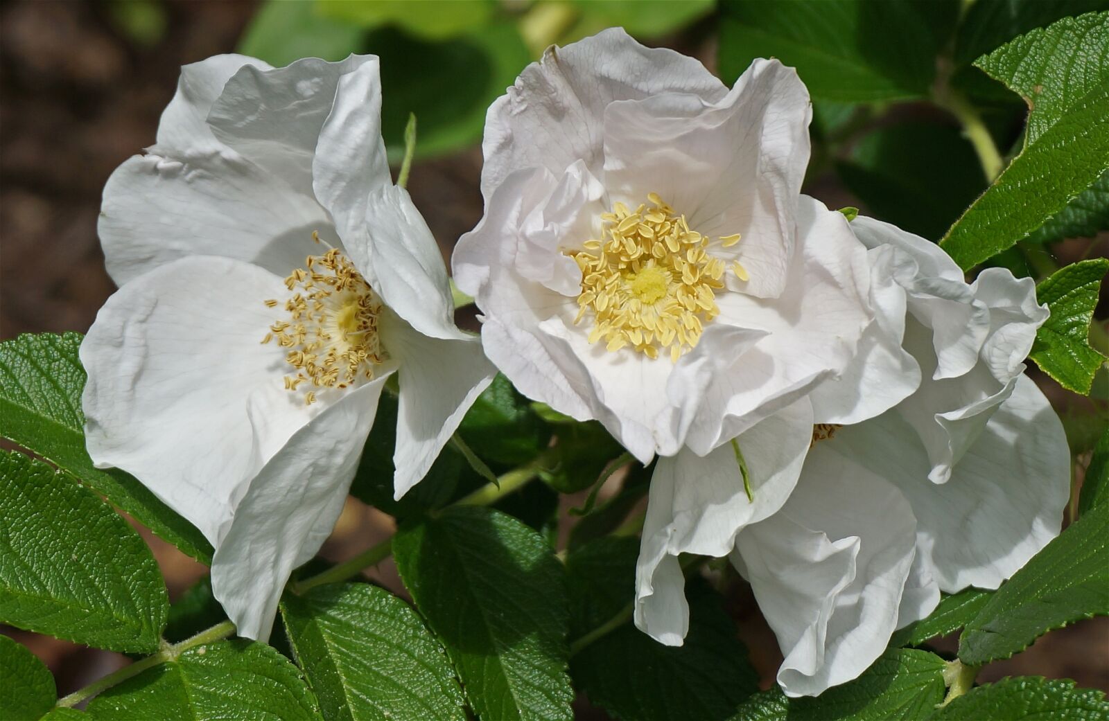 Sony Alpha NEX-5T sample photo. White rugosa rose, rose photography